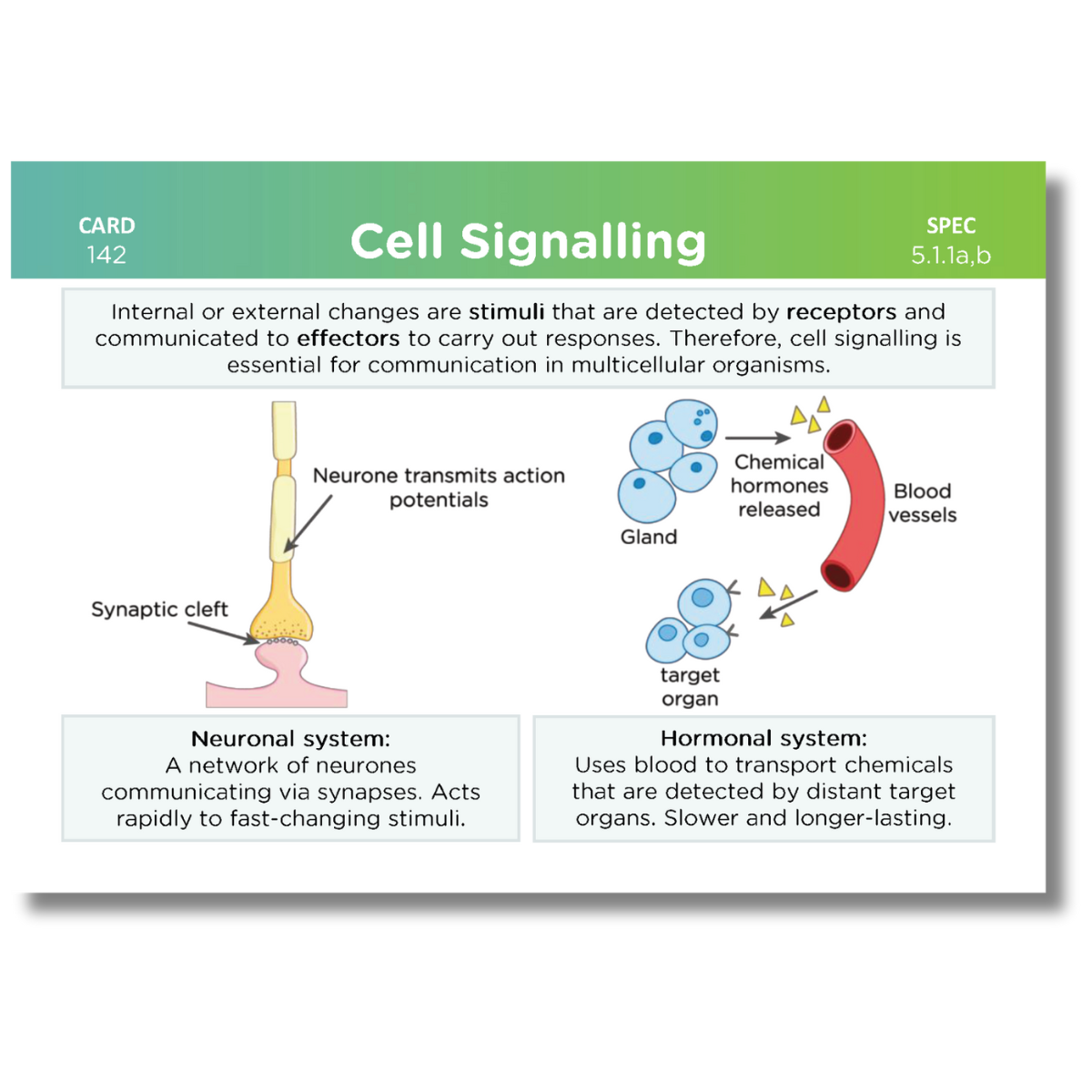A-Level OCR Biology Complete Revision Card Bundle