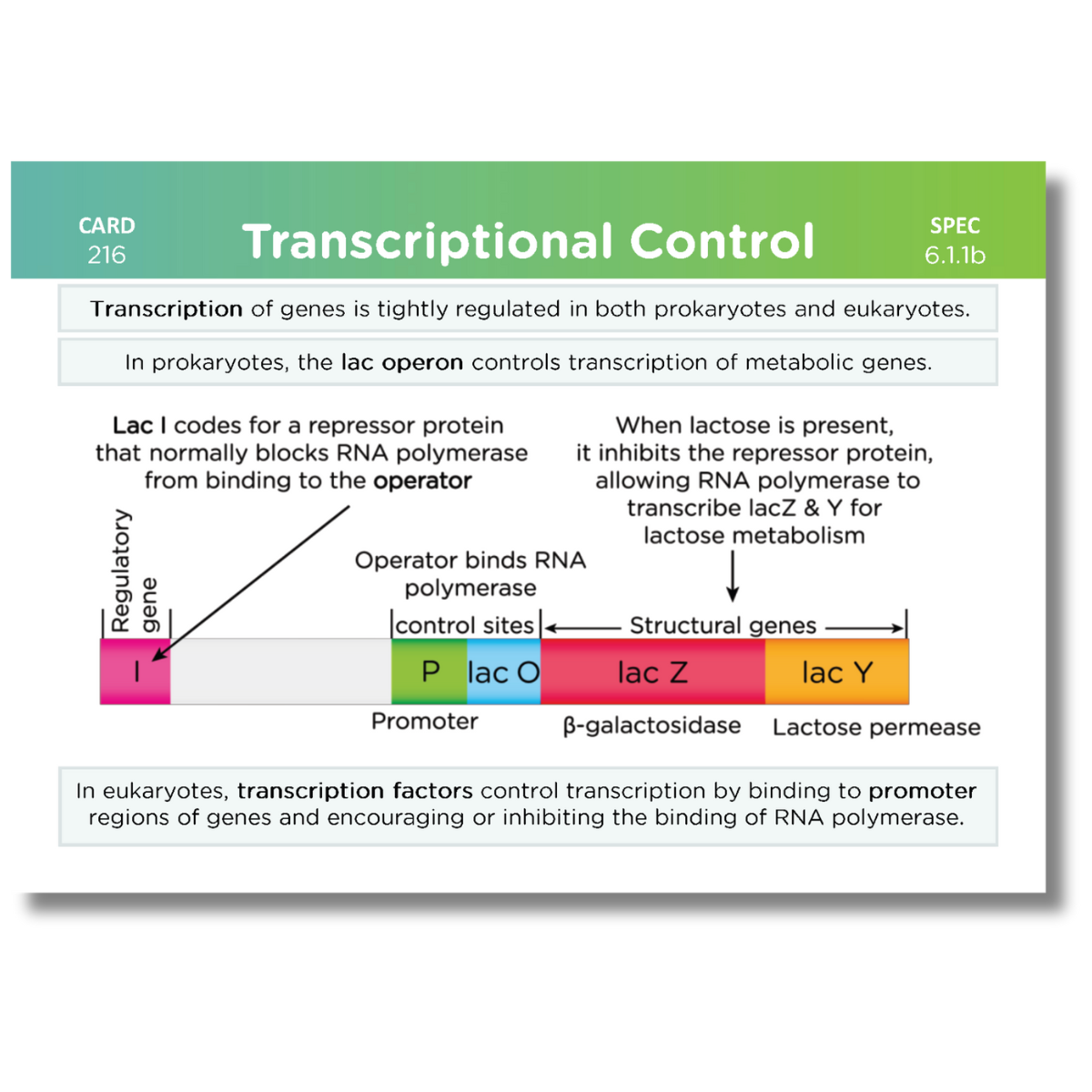 A-Level OCR Biology Complete Revision Card Bundle