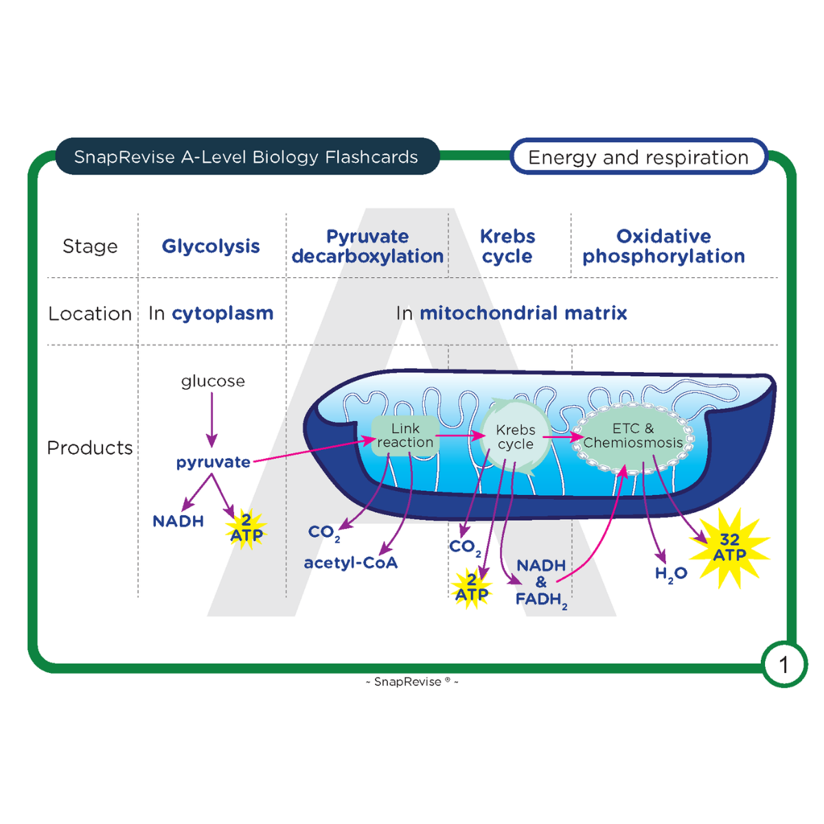A-Level Biology Flashcards Pack 2