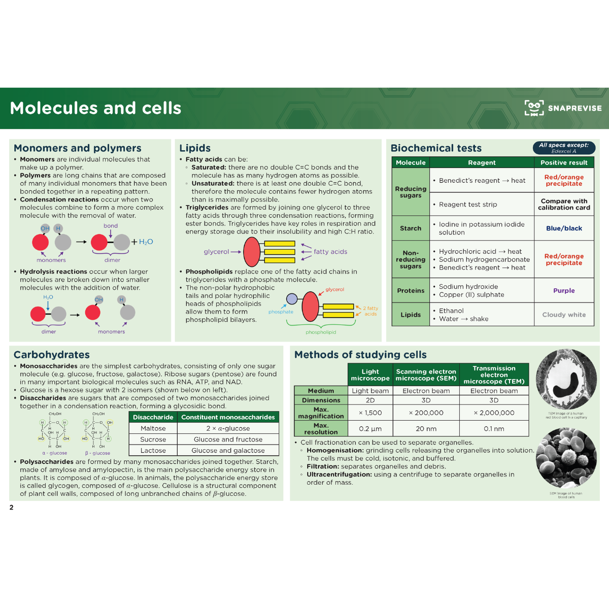 A-Level Biology Summary Notes