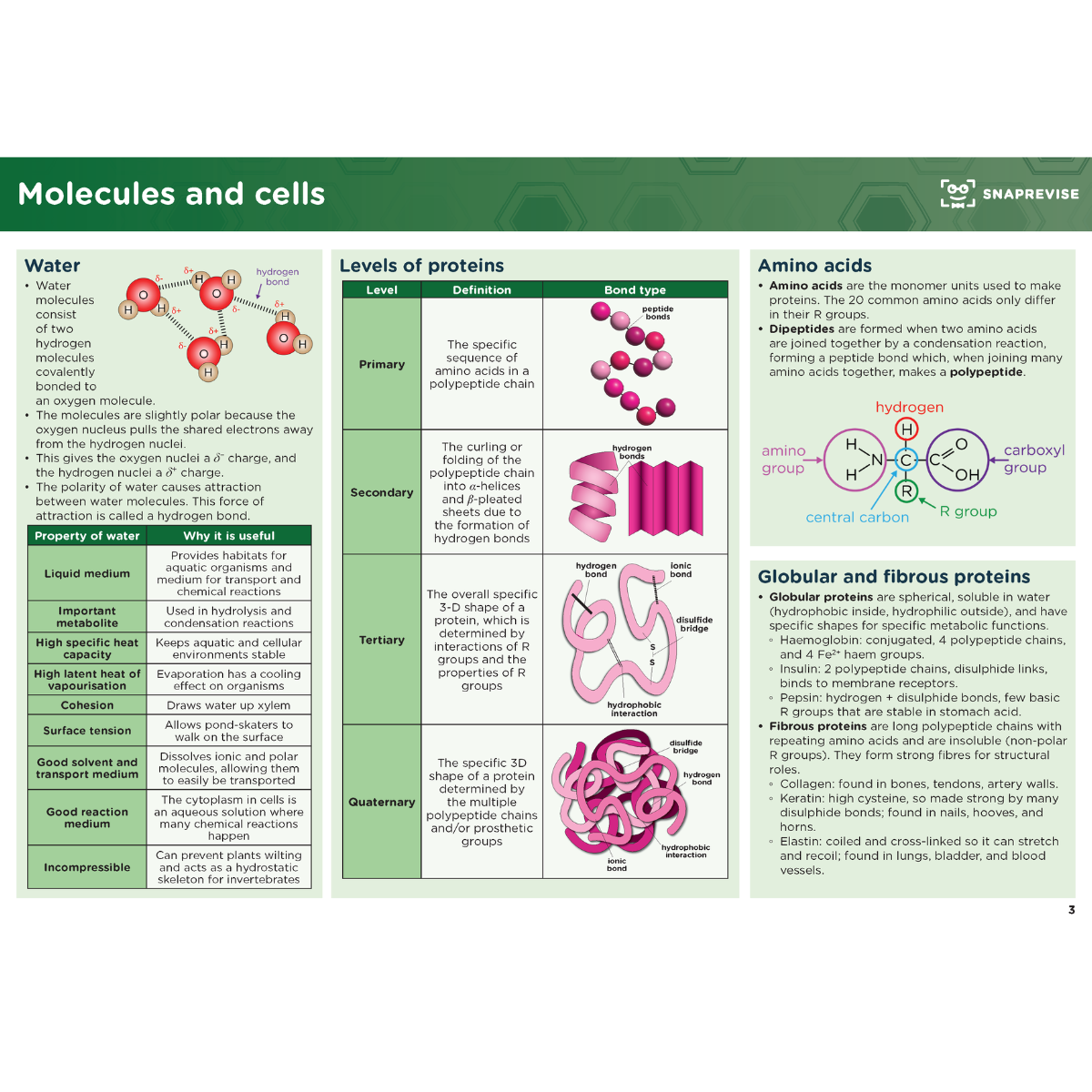 A-Level Biology Summary Notes