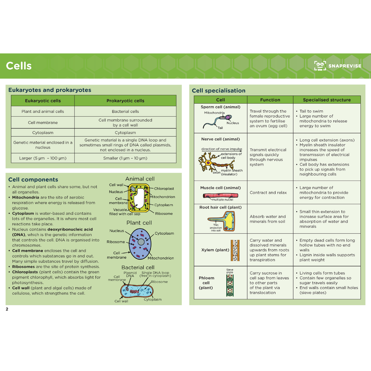 GCSE Biology Summary Notes