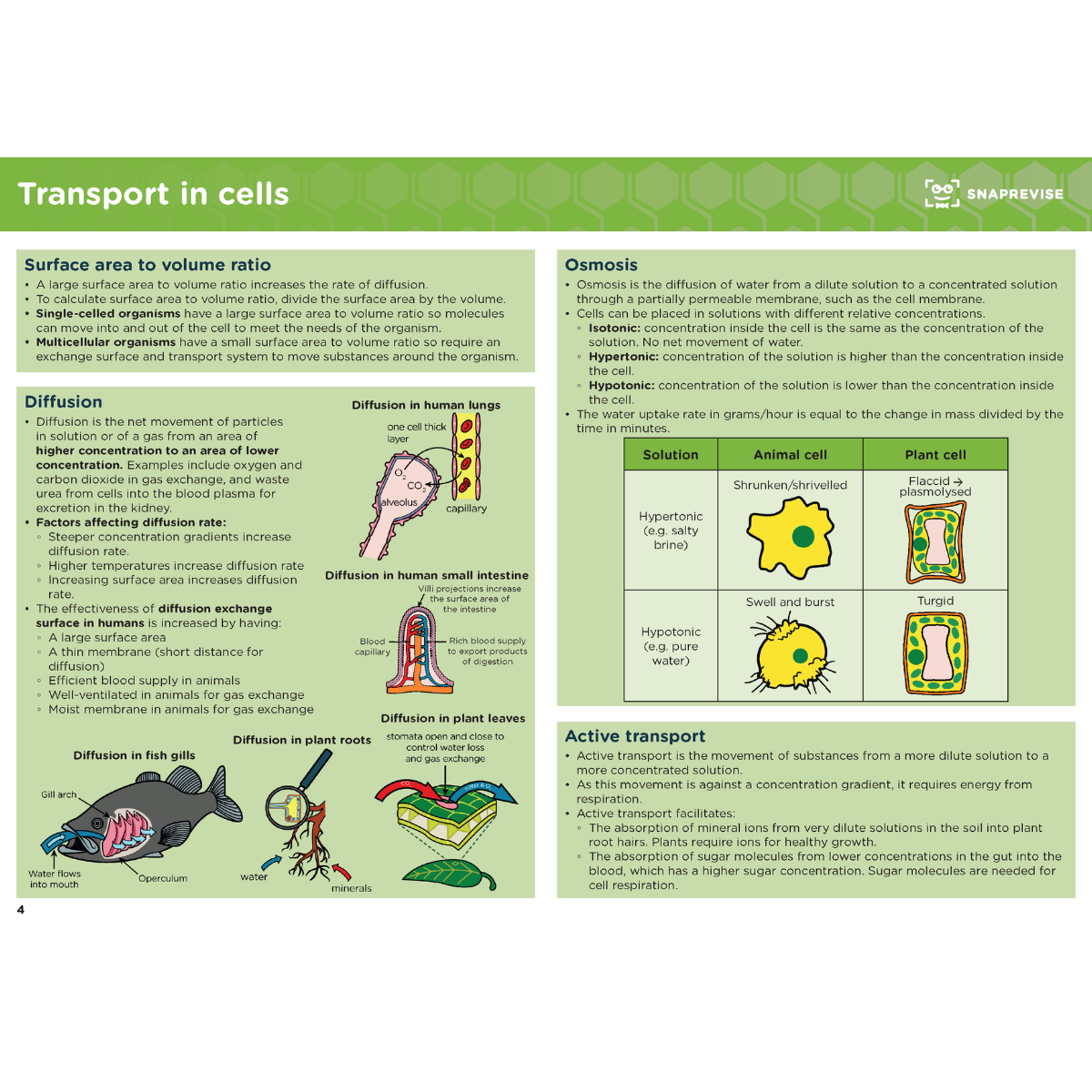 GCSE Biology Summary Notes