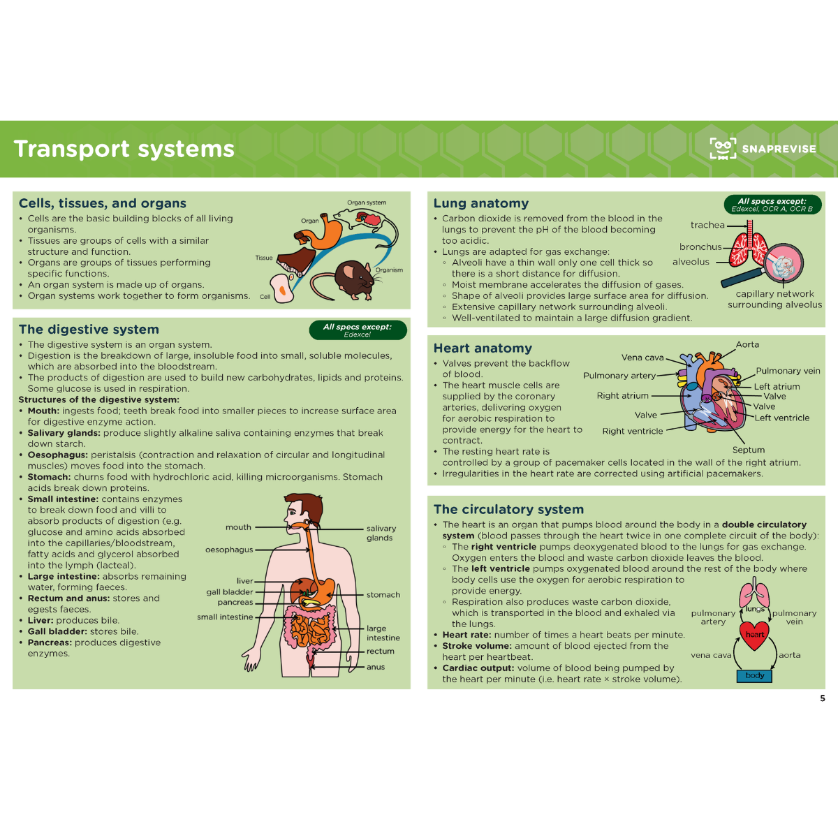 GCSE Biology Summary Notes