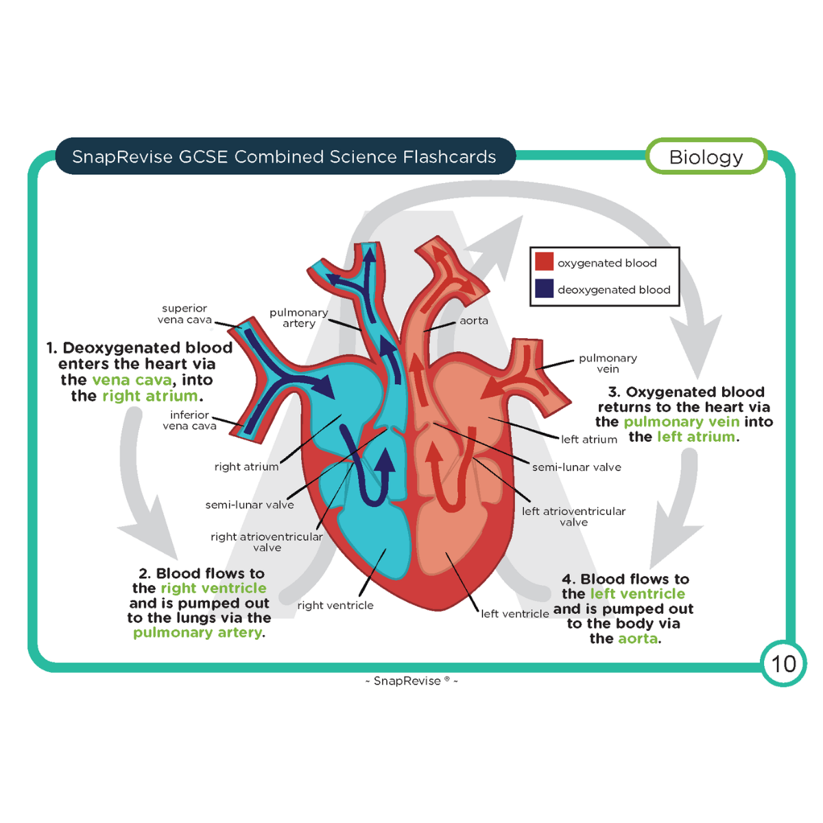 GCSE Combined Science Foundation Flashcards