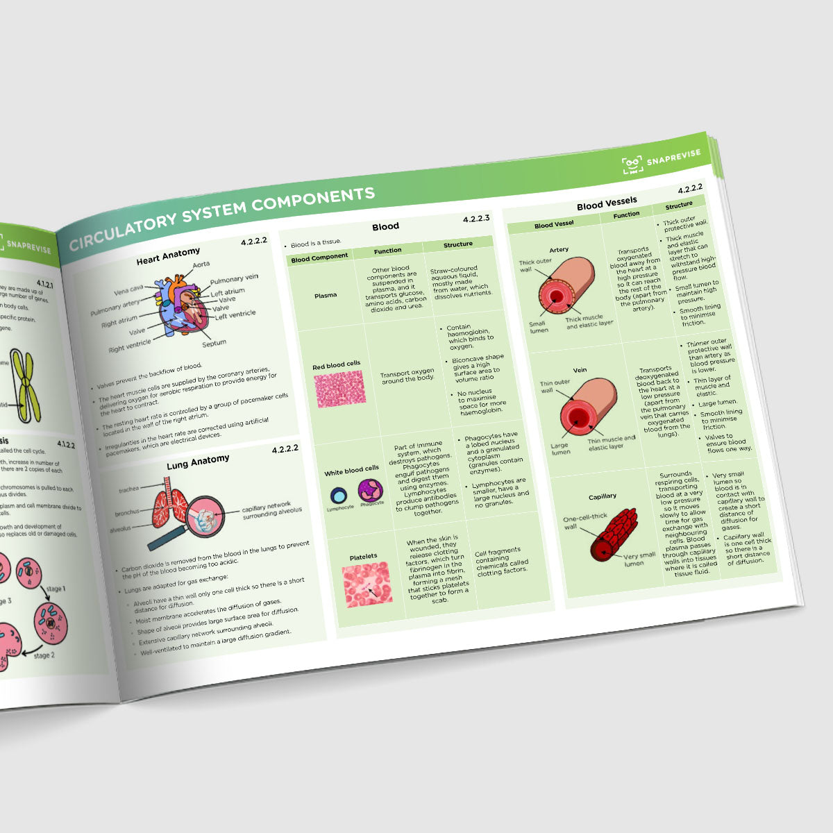 GCSE AQA Combined Science Biology Summary Sheets Higher