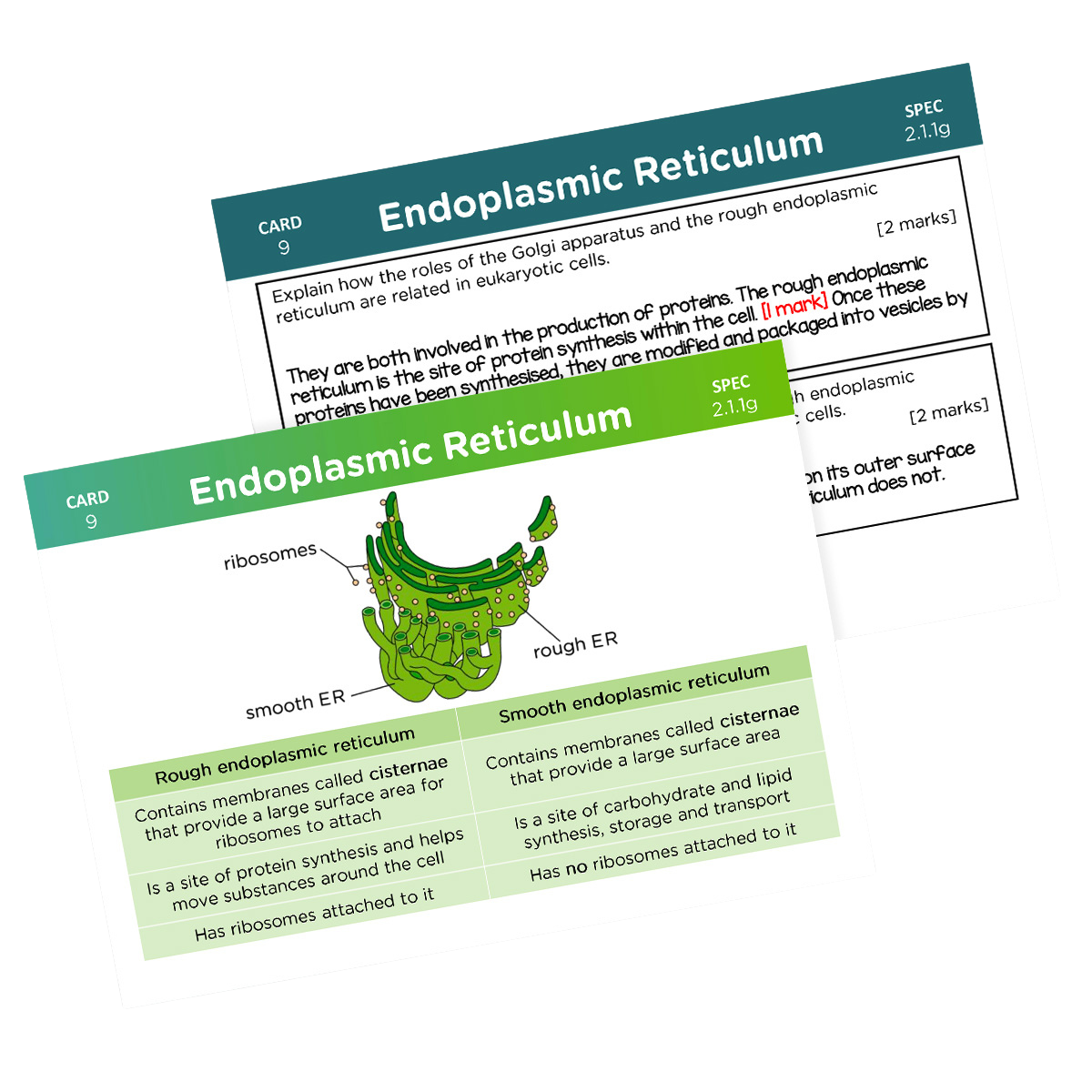 A-Level OCR Biology Ultimate Revision Bundle