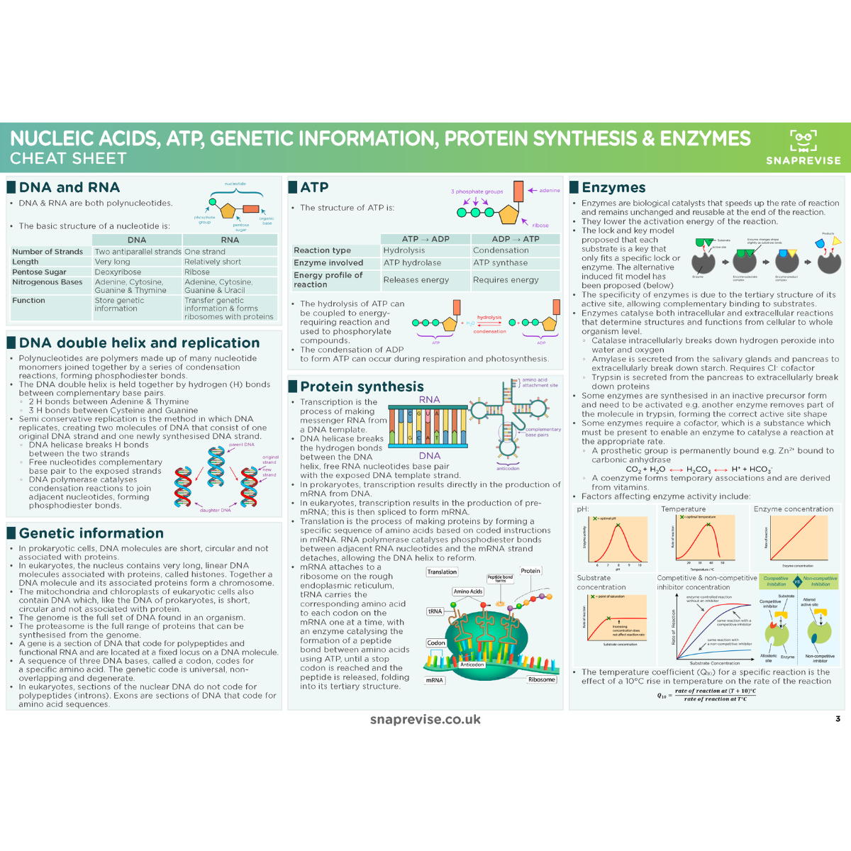 A-Level OCR Biology Ultimate Revision Bundle