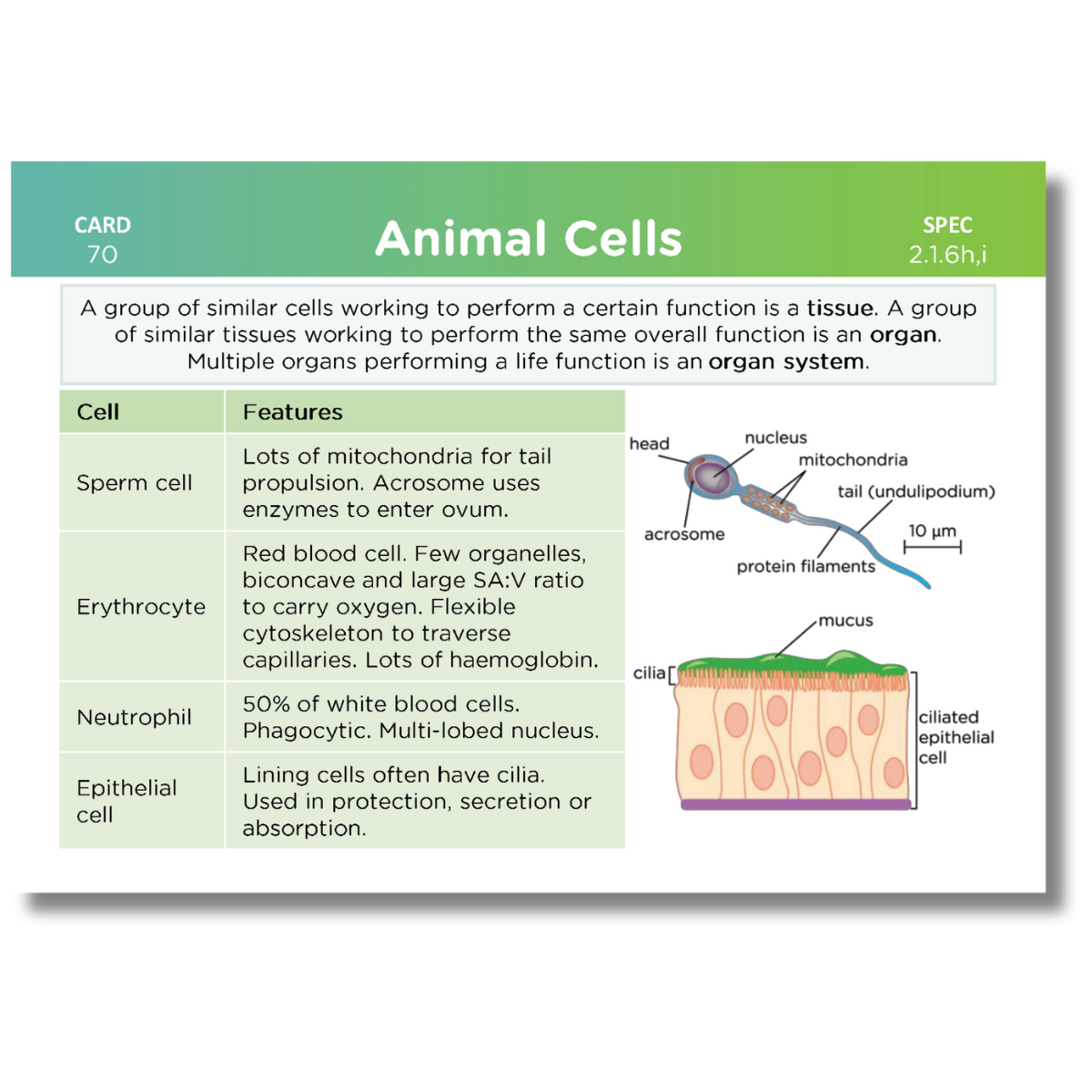 A-Level OCR Biology Revision Cards: Pack 1 of 2 (Modules 2-4)