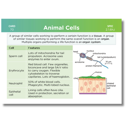 A-Level OCR Biology Revision Cards: Pack 1 of 2 (Modules 2-4)