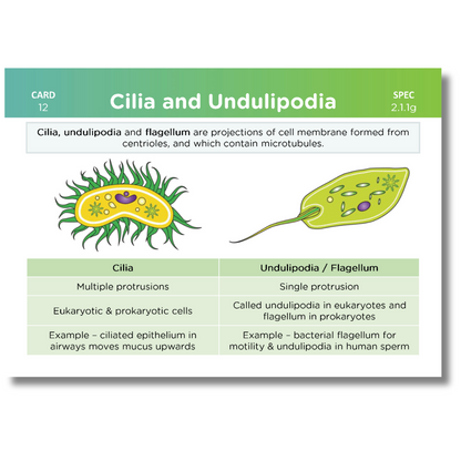 A-Level OCR Biology Revision Cards: Pack 1 of 2 (Modules 2-4)
