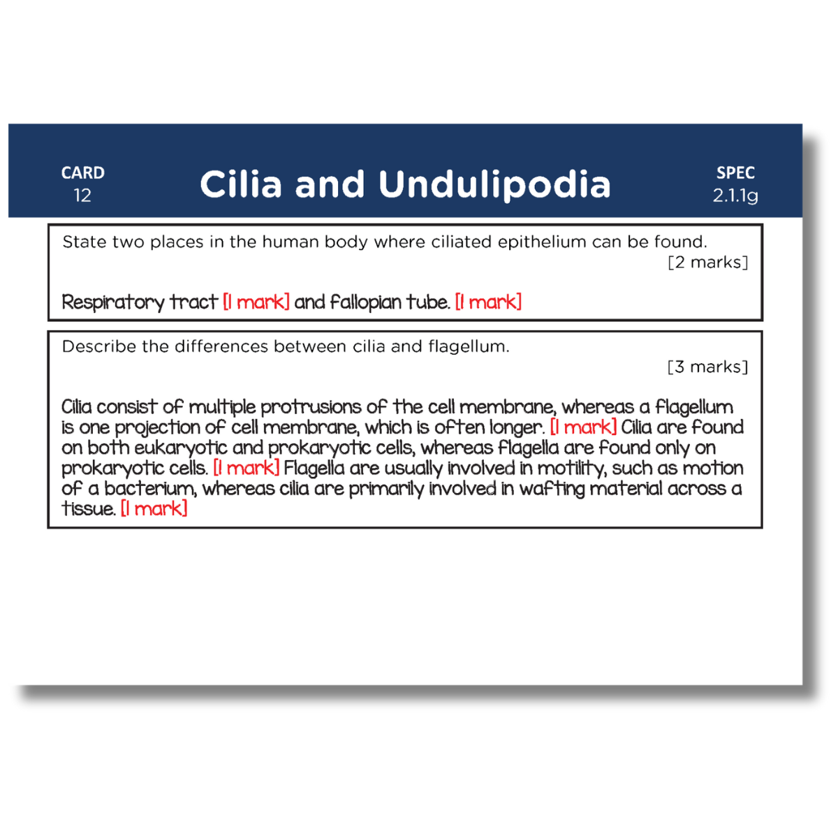 A-Level OCR Biology Revision Cards: Pack 1 of 2 (Modules 2-4)