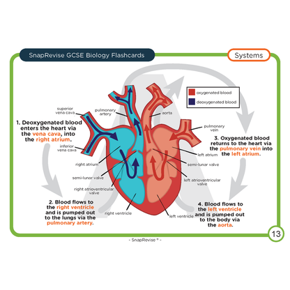 GCSE Biology Flashcards
