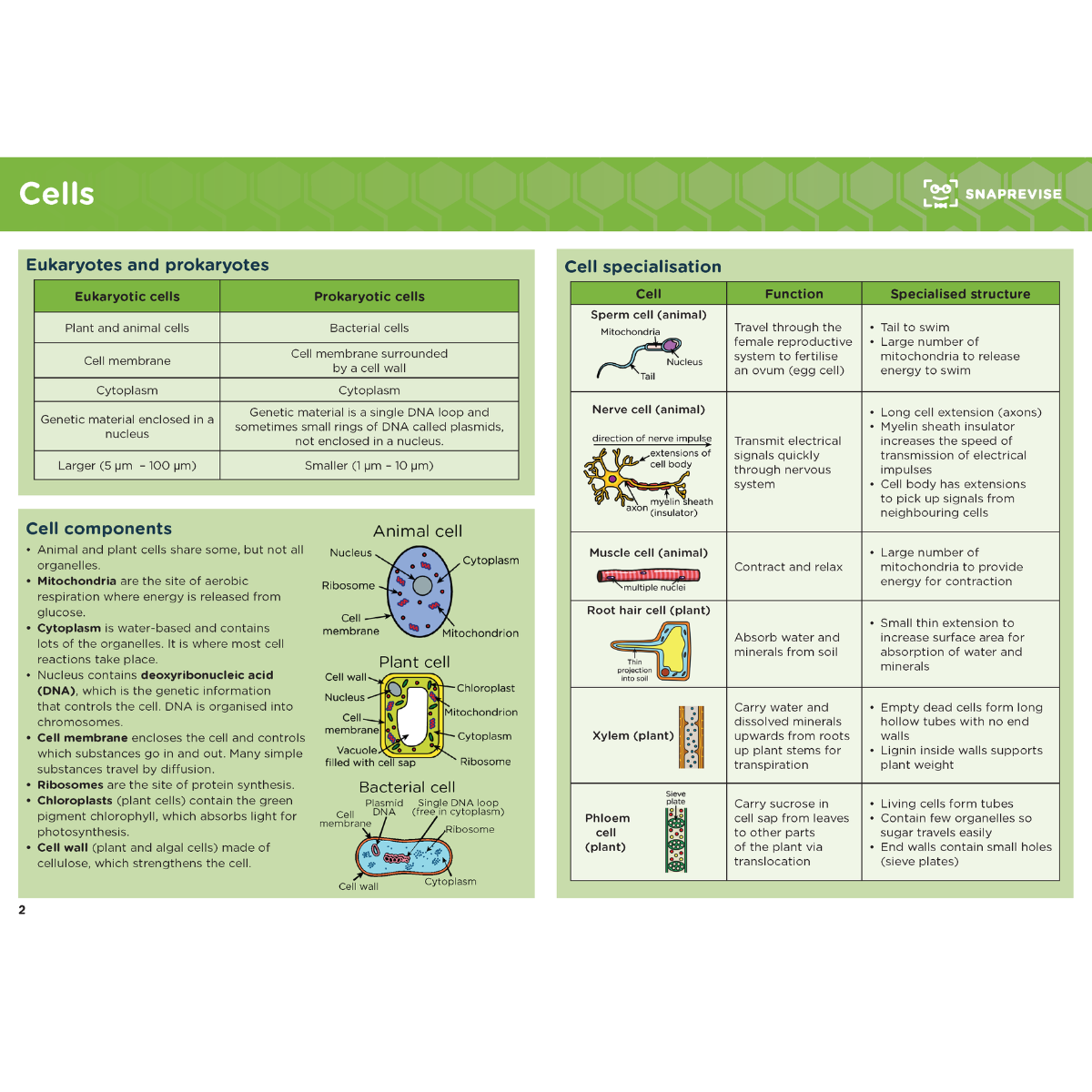 Simple Cell Structure Gcse GCSE Biology Summary Notes – SnapRevise