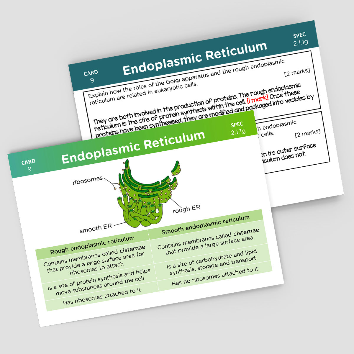 A-Level OCR Biology Revision Cards